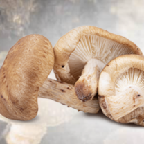 Shiitake Mushroom Powder Organic