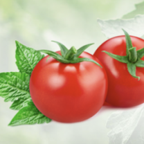 Tomato Juice Powder Organic