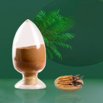 Organic Cordyceps Sinensis Mycelium Extract (6:1)