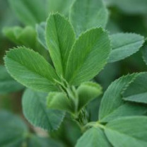 Organic Alfalfa powder and tablets