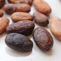 Premium quality Organic Cocoa Beans from Sri Lanka
