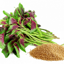 Amaranth Powder, Organic