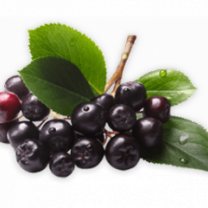 Aronia Powder Organic