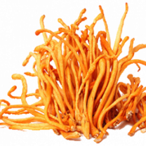 Cordyceps Mushroom Powder (organic)