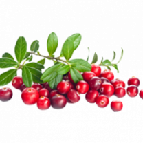 Cranberry Powder Organic