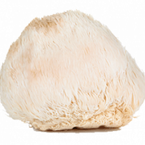 Lion’s Mane Mushroom Powder (organic)