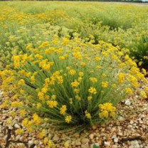organic Immortelle oil, lat.  Immortelle Helichrisium