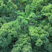 Kale Powder, Organic