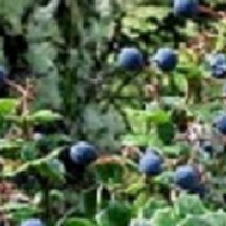 MaquiForza™ (Freeze Dried Powder), Organic