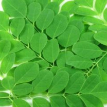 Organic Herb MORINGA in Bulk from Sri Lanka