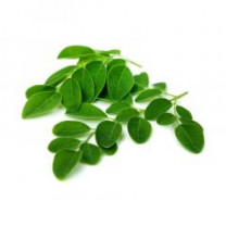 Organic Herb MORINGA in Bulk from Sri Lanka for Europe