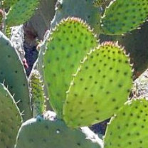 Nopal Powder, Organic