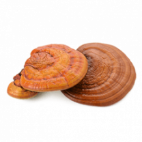 Reishi Powder, Organic