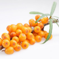 Sea Buckthorn Juice Powder, Organic