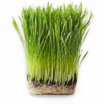 NutraGrass™ (Wheat Grass Juice Powder), Organic