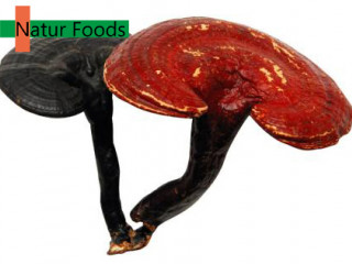 Organic Reishi Powder Mushroom Extract