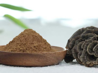 Organic Turkey tail Extract (12:1) | Coriolus Versicolor Extract