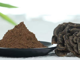 Organic Turkey tail powder | Coriolus Versicolor Extract Powder 1:1