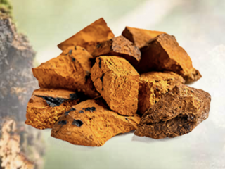 Chaga Mushroom Powder Organic