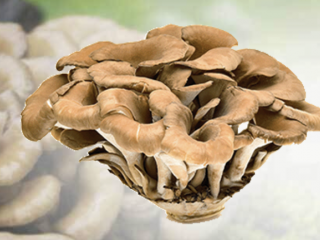 Maitake Mushroom Powder Organic