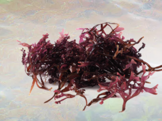 Sea Moss Powder Organic