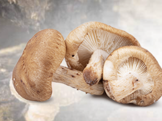 Shiitake Mushroom Powder Organic