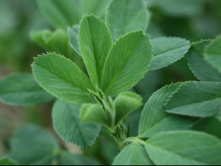Organic Alfalfa powder and tablets
