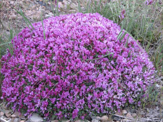 Astragalus P.E. 10:1, Organic