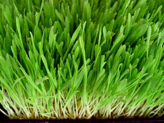 Barley Grass Powder, Organic
