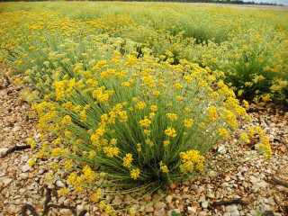 organic Immortelle oil, lat.  Immortelle Helichrisium