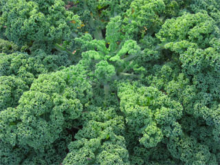 Kale Powder, Organic