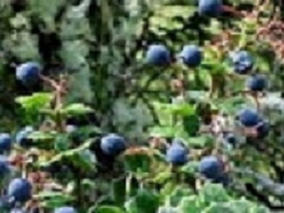 MaquiForza™ (Freeze Dried Powder), Organic