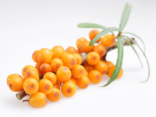 Sea Buckthorn Juice Powder, Organic