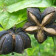 Sacha Inchi Powder, Organic
