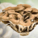 Maitake Mushroom Powder Organic