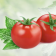Tomato Juice Powder Organic