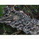 Organic Turkey tail Extract (12:1) | Coriolus Versicolor Extract