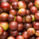 Camu camu Organic Premium Powder (25% Vitamin C) REVdried