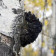 Organic Chaga mushroom Extract (8:1) | Inonotus Obliquus extract