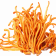 Lion’s Mane Mushroom Powder (organic)