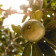 Lucuma Organic Premium Powder - REVdried (Beyond Freeze dried)