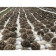 Organic Maitake Powder| Grifola frondosa Extract Powder 1:1
