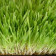 Oat Grass Powder, Organic