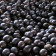 Acai Organic Powder