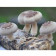 Organic Shiitake powder | Lentinus Edodes Extract Powder 1:1