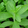 Stevia P.E. 90% Powder, Organic