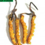 Organic Cordyceps Powder