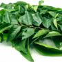 Premium quality Organic Curry Leaves from Sri Lanka