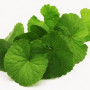Organic Herb GOTUKOLA in Bulk from Sri Lanka Premium