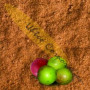 Organic Camu Camu C++ Powder (or capsules)